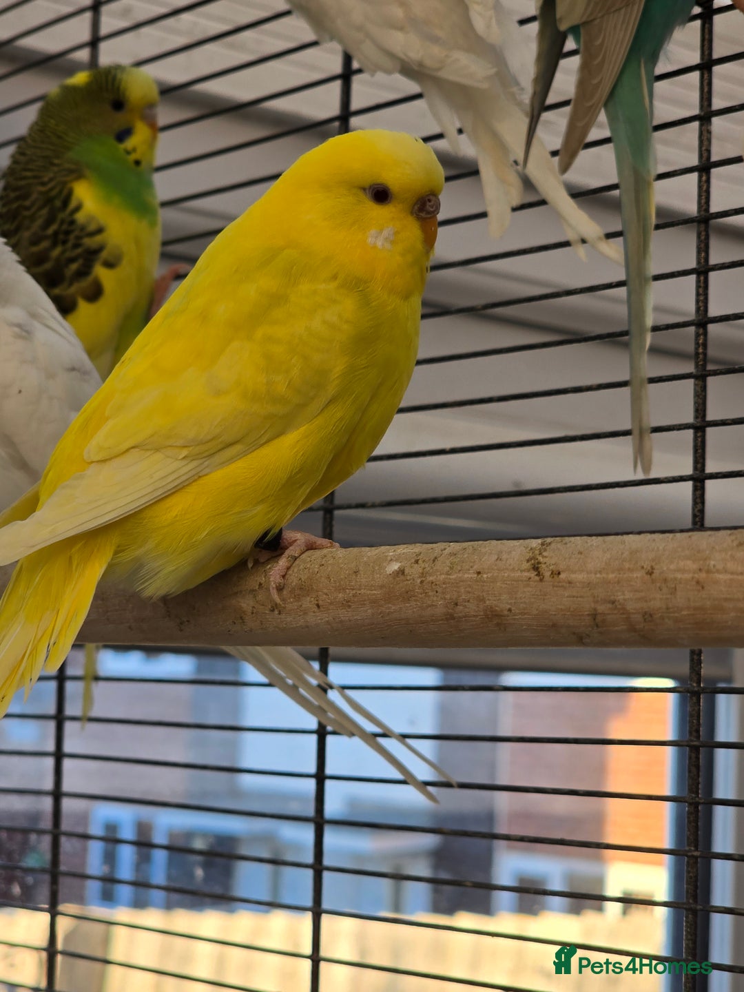 Budgerigars birds for sale: Young budgies for sale.  - Advert 3
