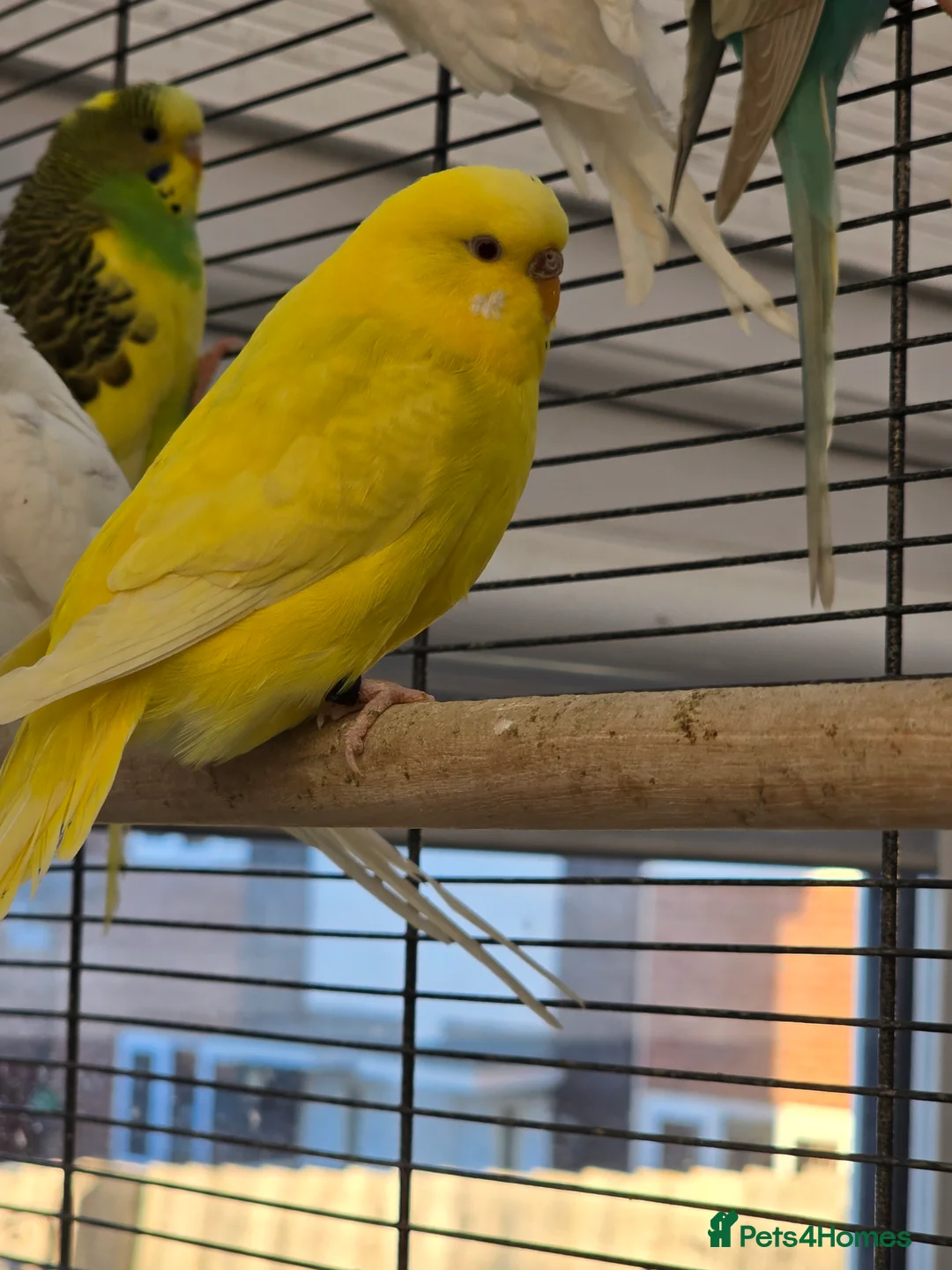 Budgerigars birds for sale: Young budgies for sale.  - Advert 3