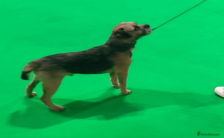 Border Terrier dogs New stud rate £180 - Advert 10