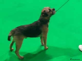 Border Terrier dogs New stud rate £180 - Advert 1