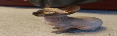 Sphynx 1
