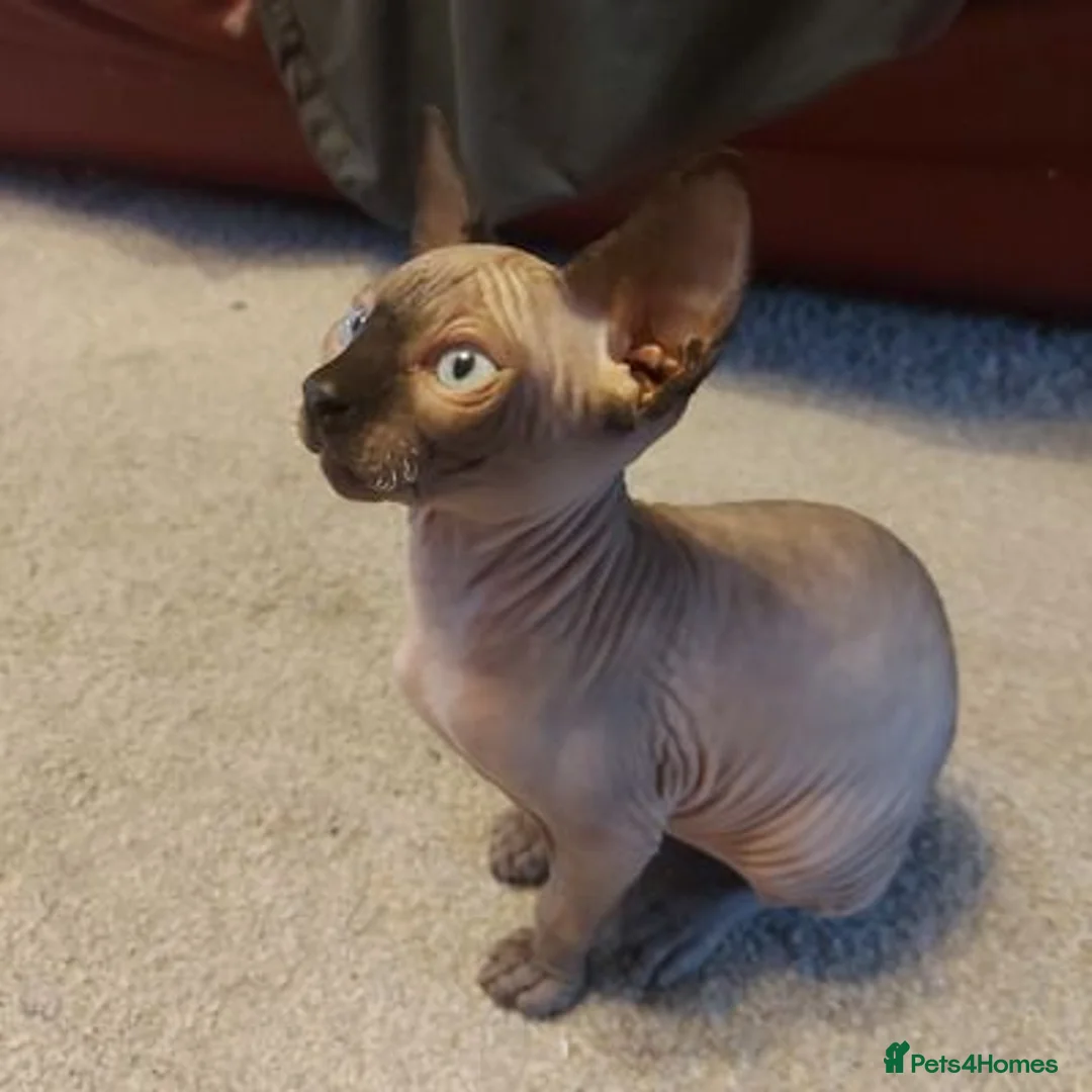 Sphynx cats for sale: GCCF Registered Sphynx Kittens  for sale  in London - Advert 2