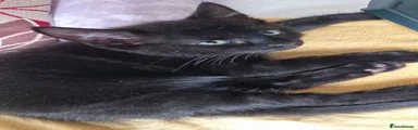 Mixed Breed 3