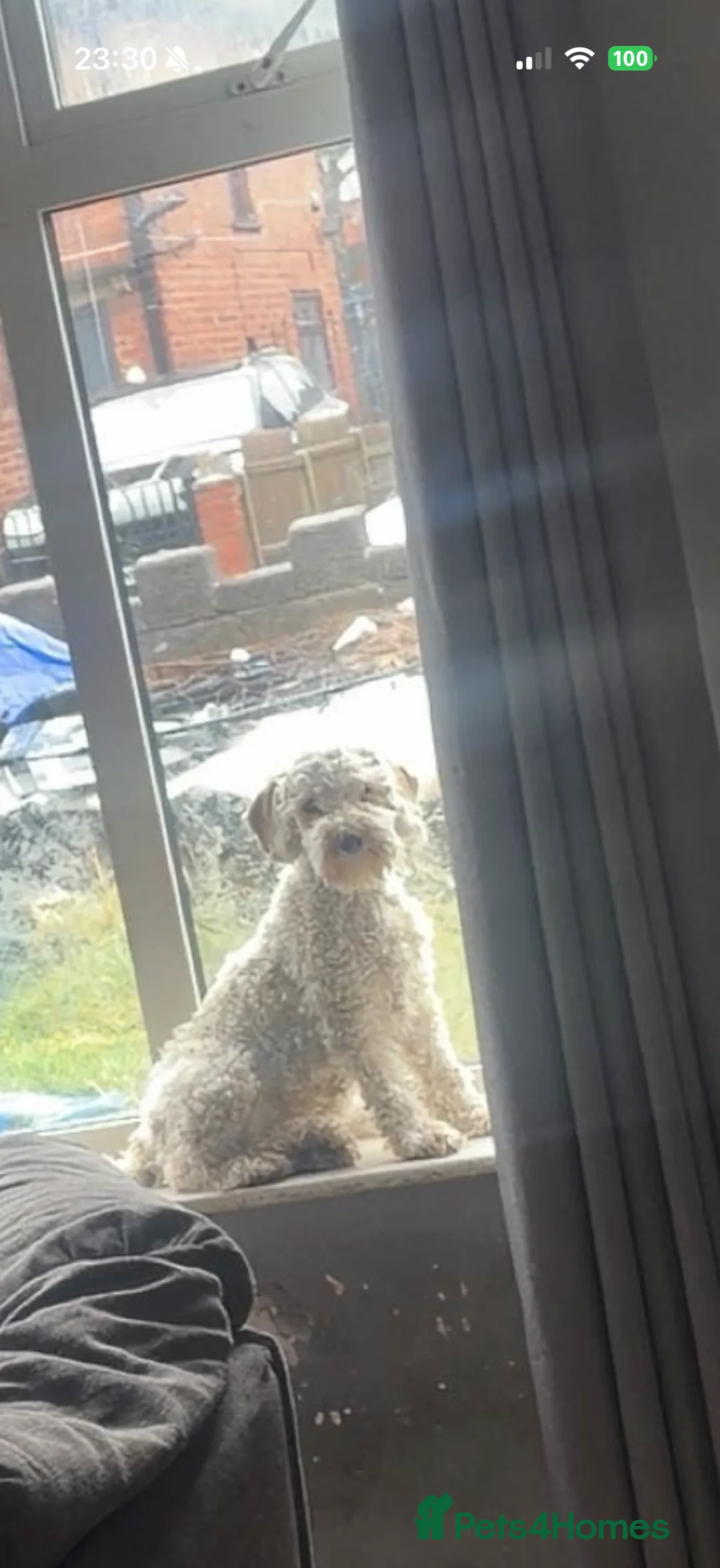 Mixed Breed dogs for sale: Doxiepoo puppies  in Walsall - Advert 5