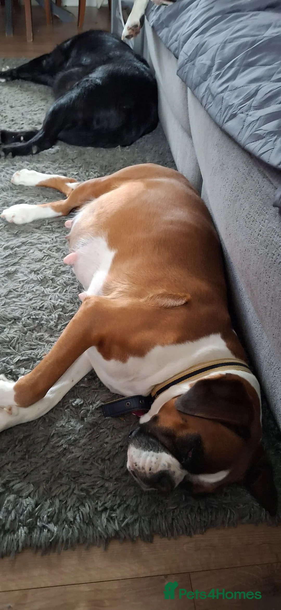 Boxer dogs for sale: 7 kc reg boxer puppies  for sale to family homes. - Advert 1