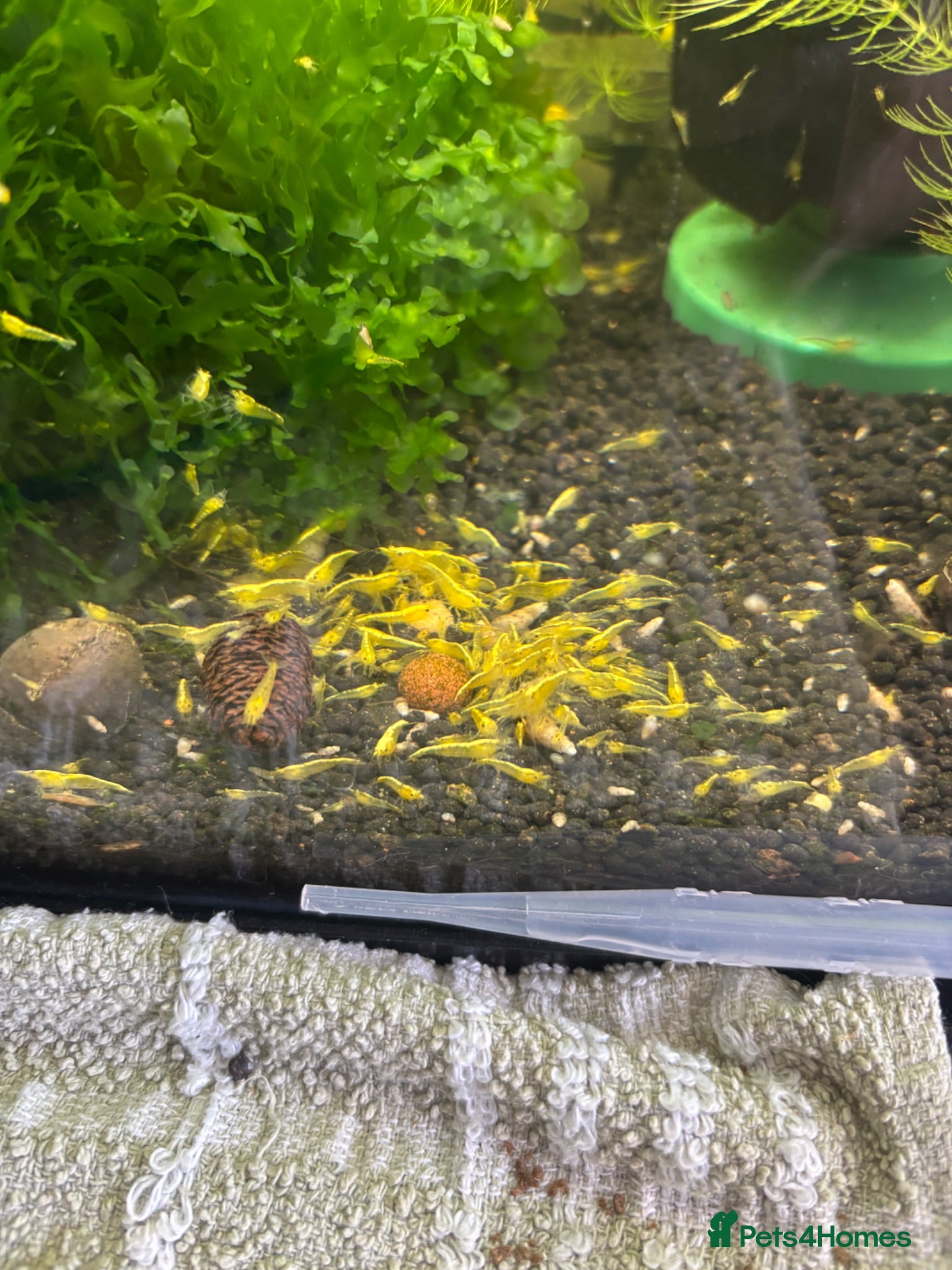 Shrimps fish Yellow shrimp  - Advert 12