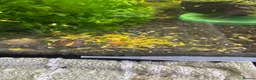 Shrimps fish for sale: Yellow shrimp  - Advert 1