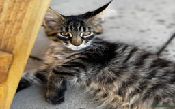Maine Coon cats for sale: Purr Machines Ready Now - GCCF Reg Maine Coons - Image 6