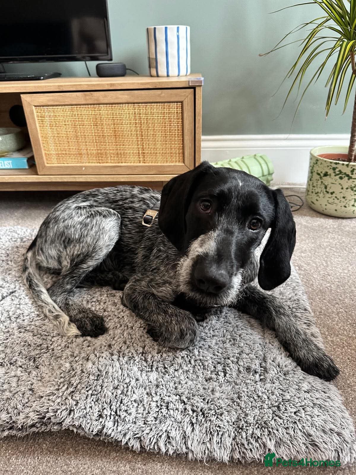 Mixed Breed dogs 💜🐾 Could Juno be your adventure buddy - Advert 1