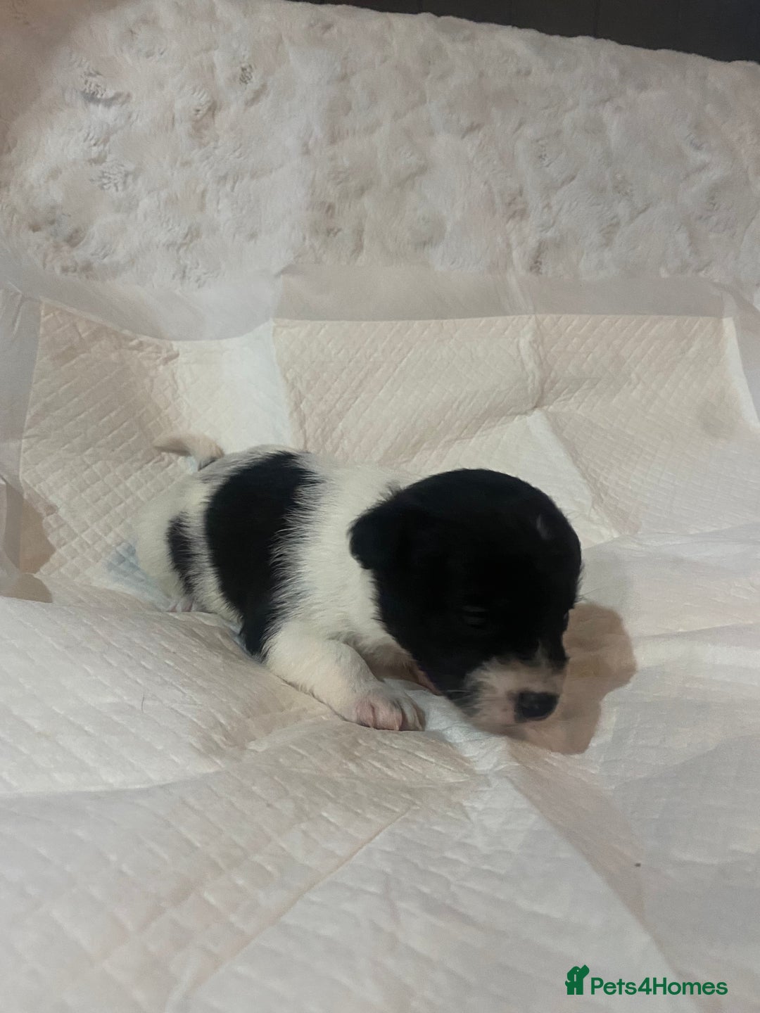 Jackapoo dogs for sale: Jackapoo puppies - Advert 8