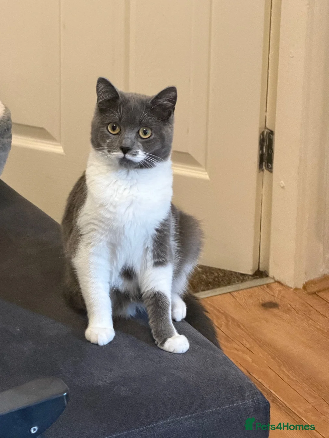 British Shorthair cats for sale: British shorthair mix  - Advert 3