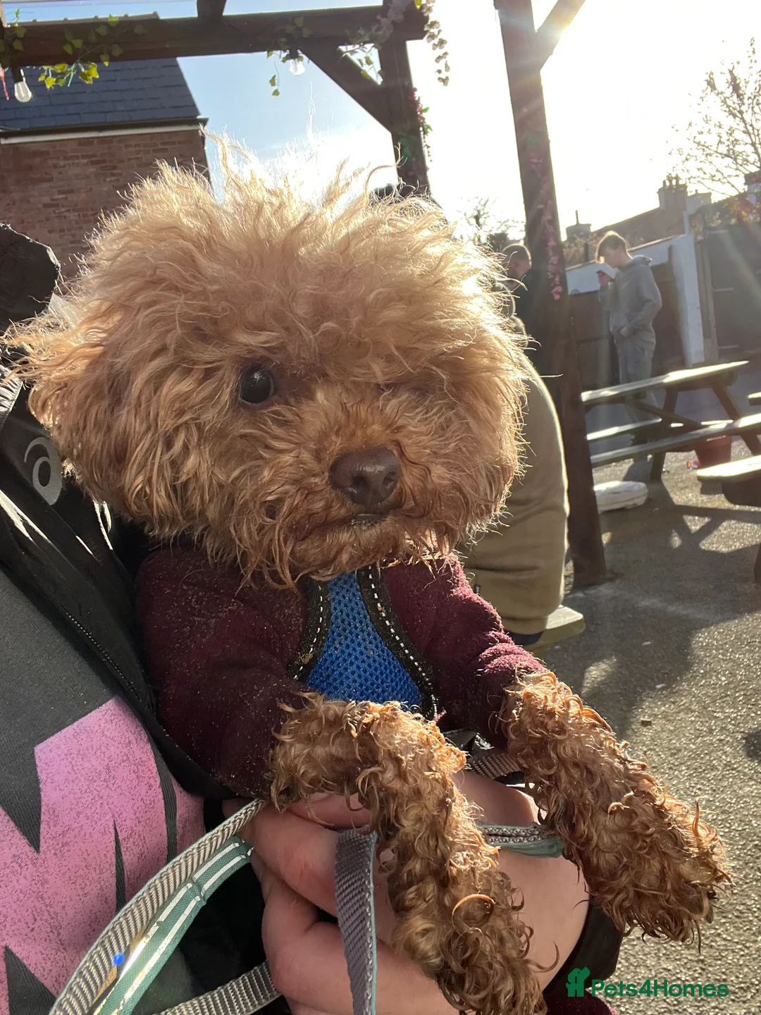 Shihpoo dogs for sale: 5 x female F1b Shihpoo pups - Advert 16