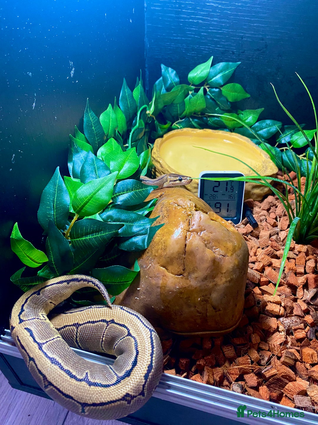 Python Snake reptiles for sale: Pinstripe Royal Python 100% Het Pied w/Full Setup - Advert 4