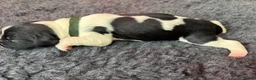 English Springer Spaniel dogs for sale: KC Reg - L&W B&W *Docked&Vetted* 7 Dogs available  - Advert 16