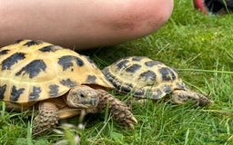 Tortoise reptiles for sale: 2 x Horsefield Tortoises - Image 1