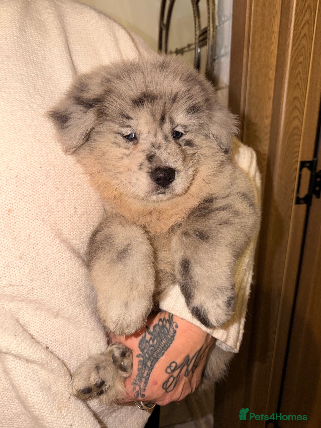 Mixed Breed dogs for sale: 🧸CHOW SHEPHERDS🧸 little bears ready now! - Advert 12