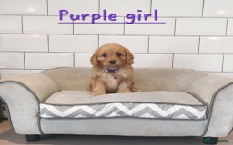 Cavapoo dogs for sale: Cavapoo F1 puppies  - Image 9