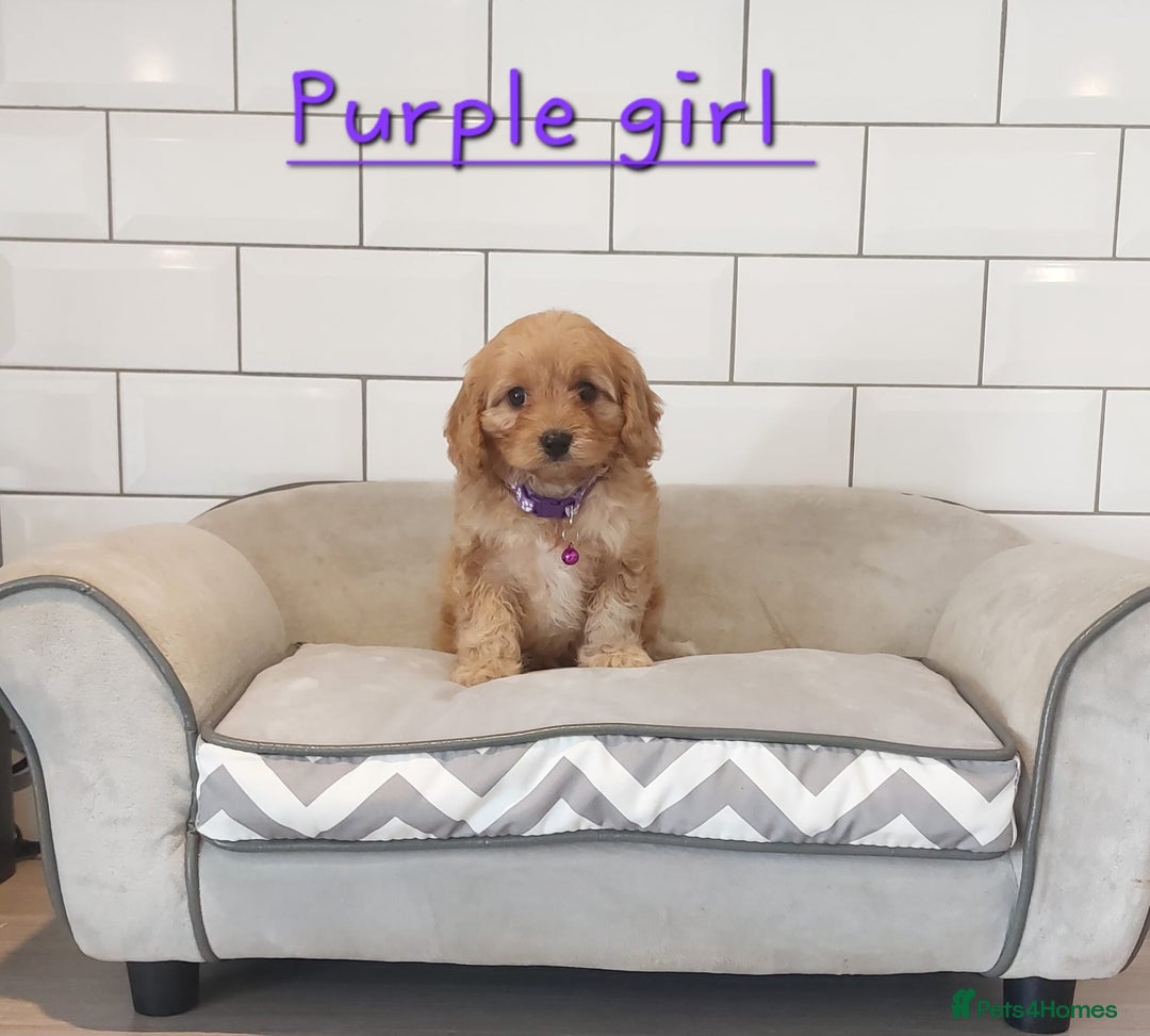 Cavapoo dogs for sale: Cavapoo F1 puppies  - Image 9