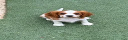 Cavalier King Charles Spaniel dogs for sale: Boy still available - health tested parents  - Advert 2