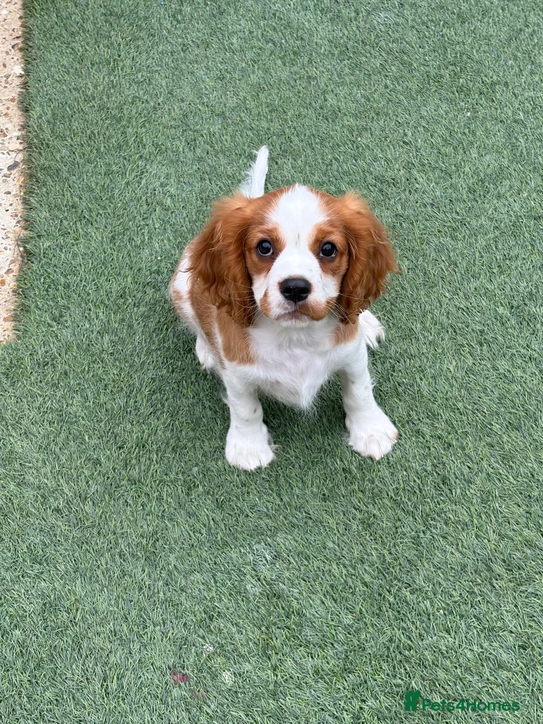 Cavalier King Charles Spaniel dogs for sale: Boy still available - health tested parents  - Advert 2