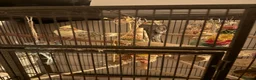 Cockatiels birds for sale: Cockatiels for adoption  - Advert 5