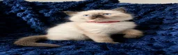 Ragdoll cats for sale: 3 beautiful Ragdoll boys looking for loving home💙 - Advert 9