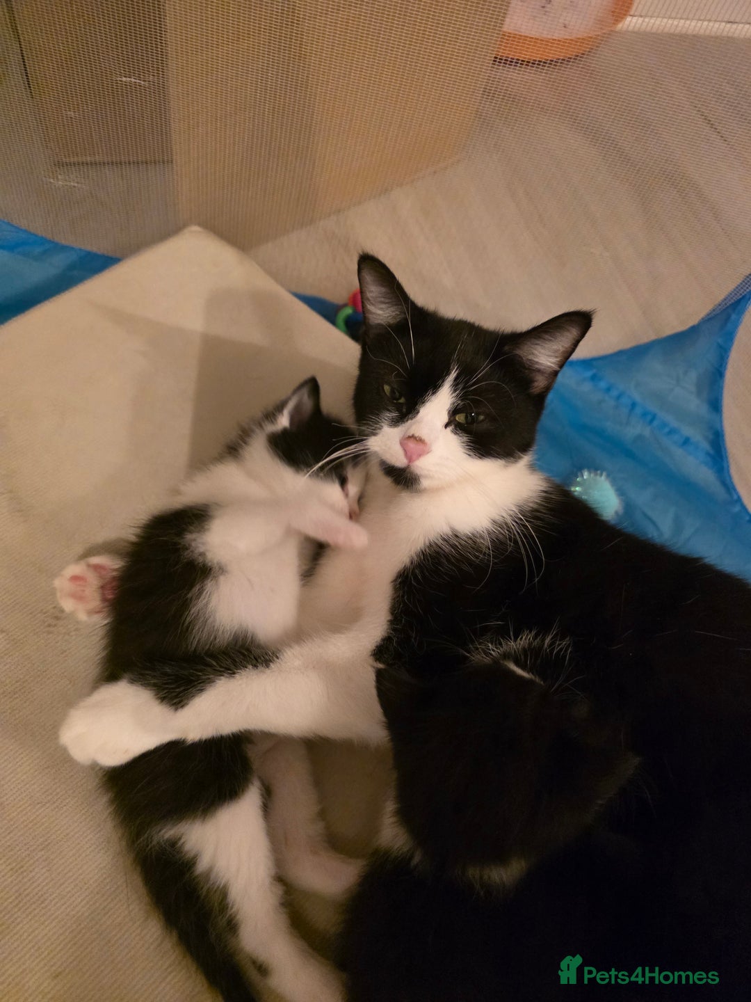 Mixed Breed cats for sale: Beautiful kittens - Advert 7