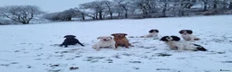 Labrador Retriever dogs for sale: Working dog - Advert 4