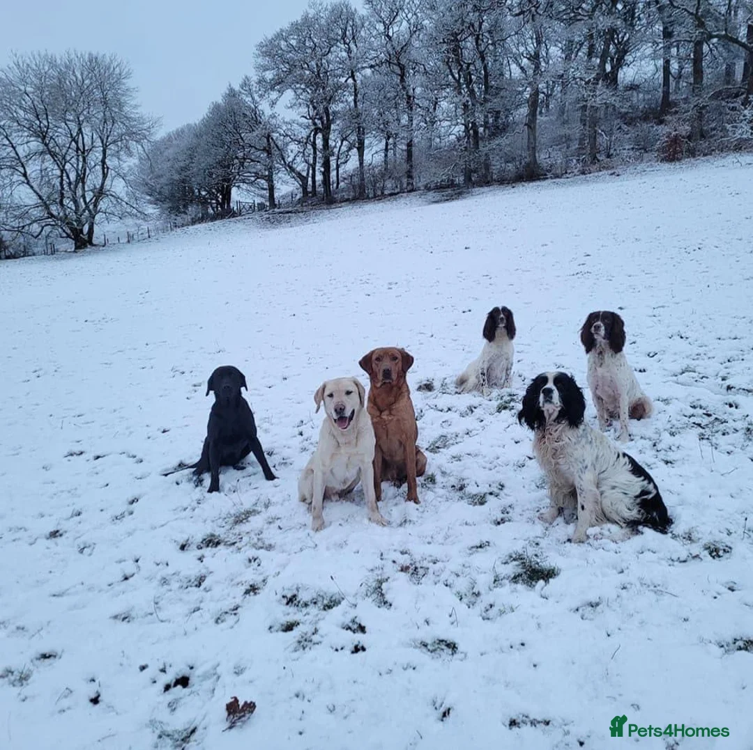 Labrador Retriever dogs for sale: Working dog - Advert 4