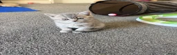 British Shorthair cats for sale: British short hair female kittens  - Advert 4