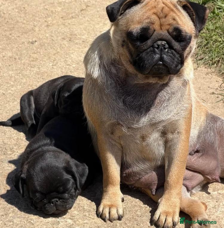 Pug dogs Little Pug Joy-Bundles with Energy to Share - Advert 1