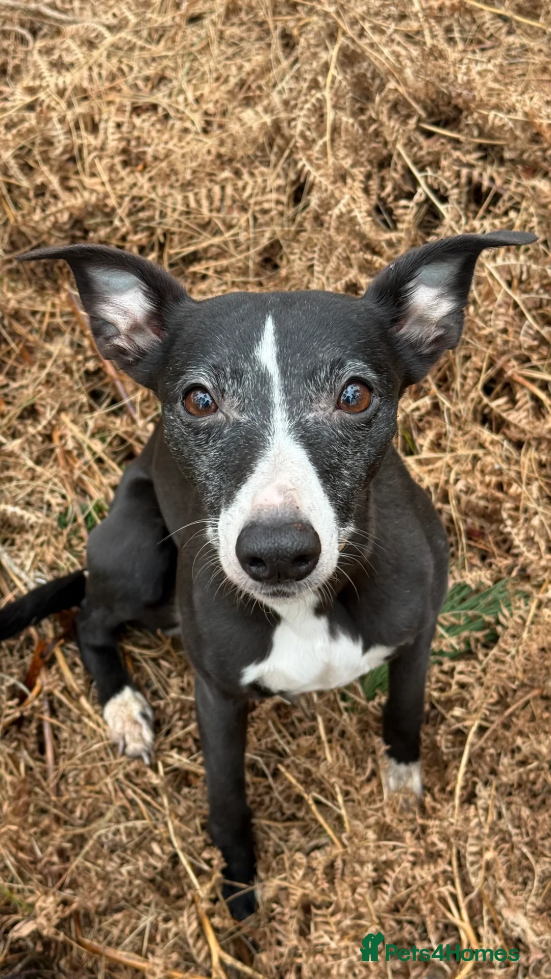 Whippet dogs for sale: 1 year old Male Whippet - Advert 2