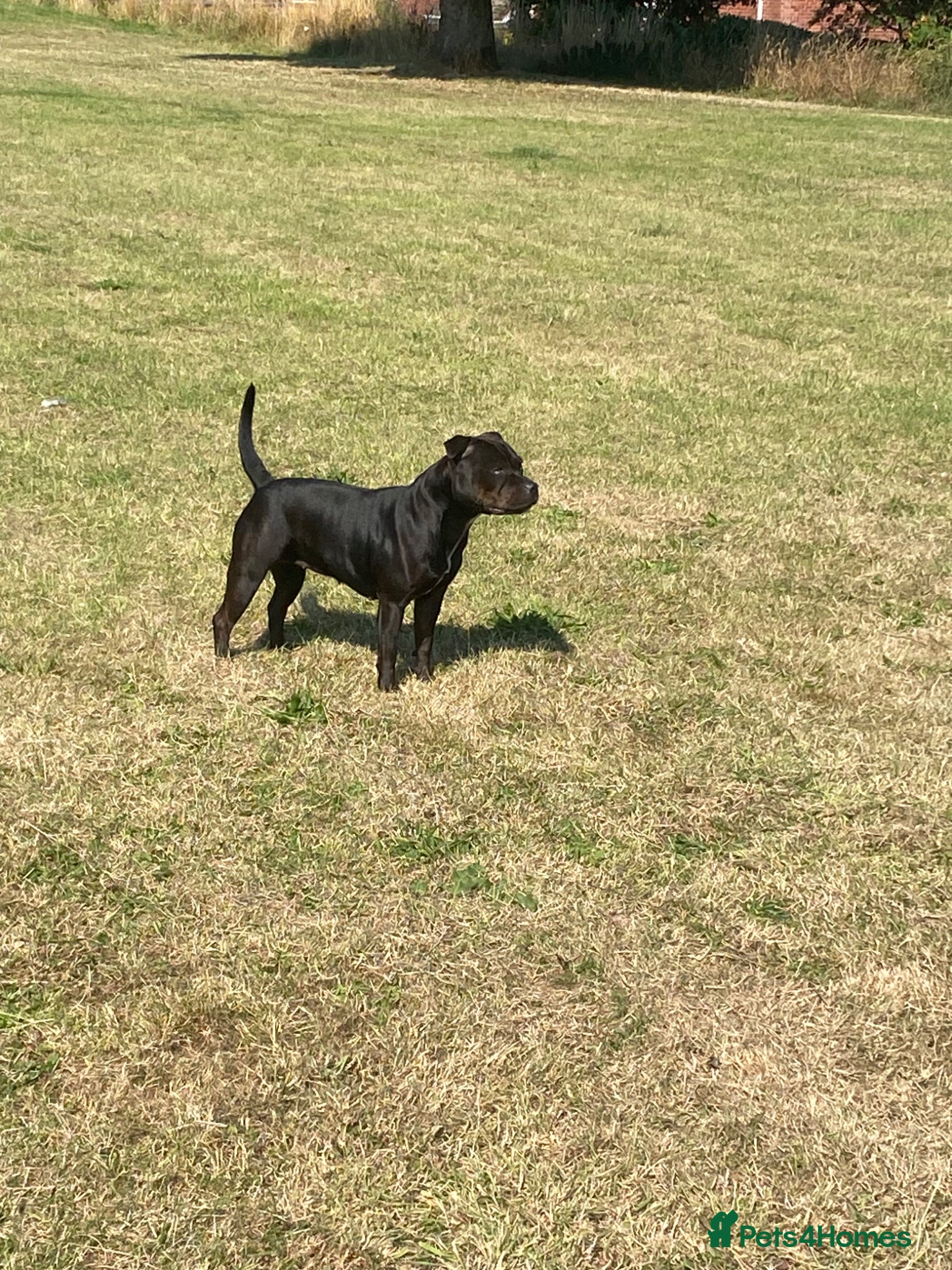 Staffordshire Bull Terrier dogs Staffordshire bull terrier 3 black girls left 😍 - Advert 1