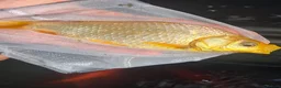 Goldfish fish for sale: Goldfish  - Advert 3