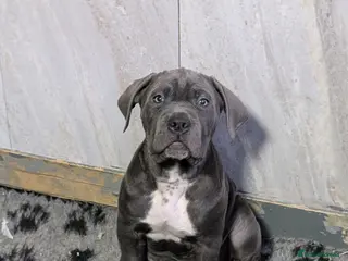 Cane Corso dogs Cane corso puppies - Advert 6