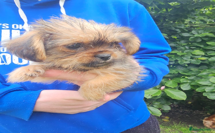 Mixed Breed dogs - Advert 1