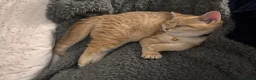 British Shorthair cats for sale: Golden tipped BSH female - Advert 3