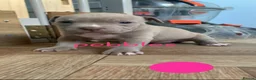 American Bully dogs for sale: American pocket bully puppies - Advert 18