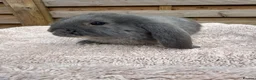 French Lop rabbits for sale: Baby French Lops ready to reserve - Advert 3