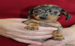 Miniature Dachshund dogs for sale: 🐶✨Smallest mini KC stunning litter ✨🐶 - Image 8