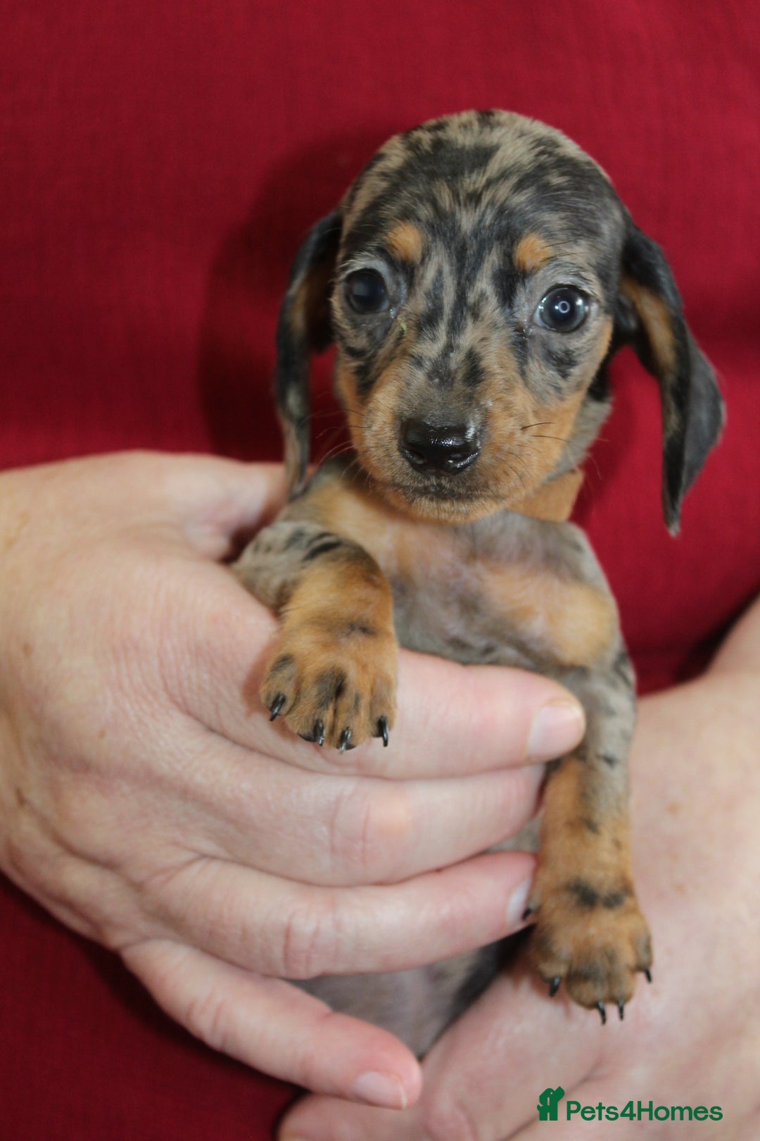Miniature Dachshund dogs for sale: 🐶✨Smallest mini KC stunning litter ✨🐶 - Image 8