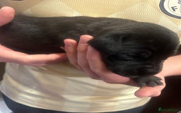 Great Dane dogs for sale: Stunning puppies, health tested KC parents. - Image 16