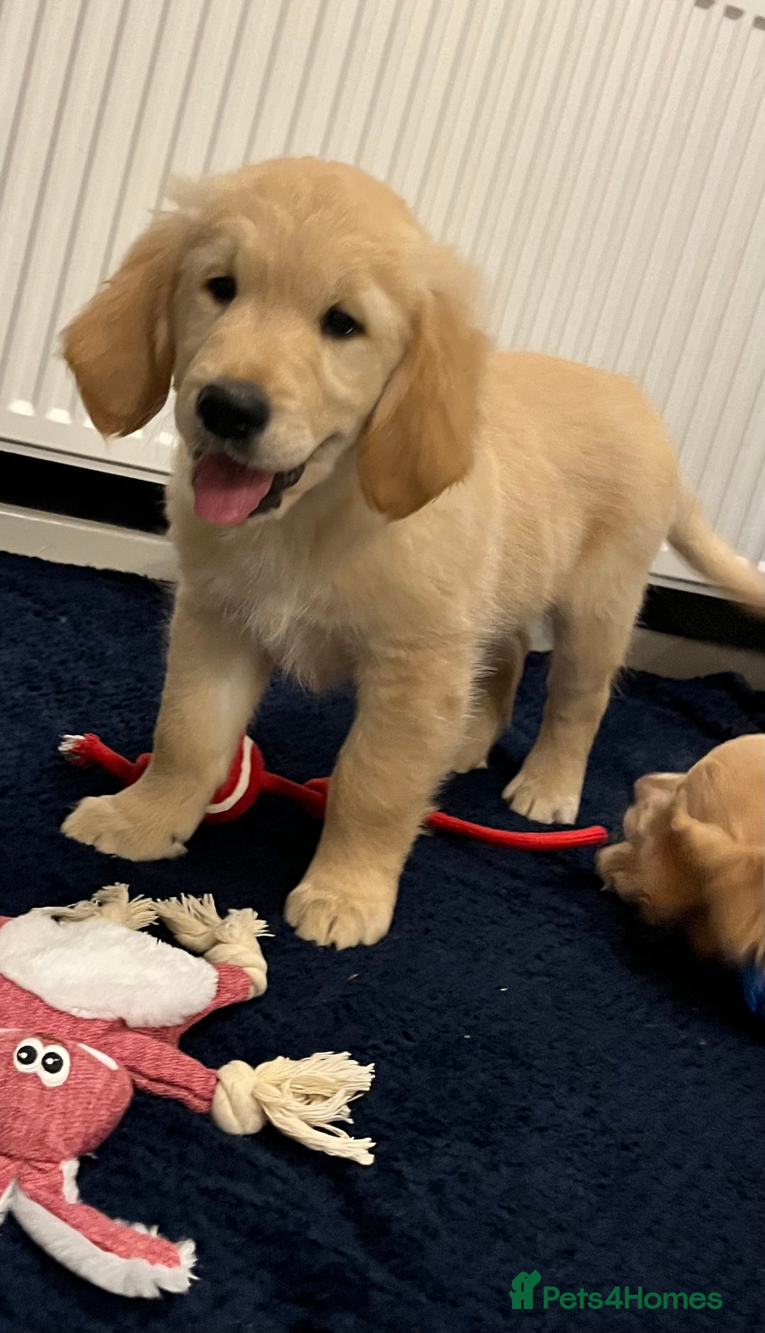Golden Retriever dogs for sale: Golden retriever puppies - Advert 5