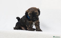 Mixed Breed dogs for sale: Havatoodle Pups - Image 6