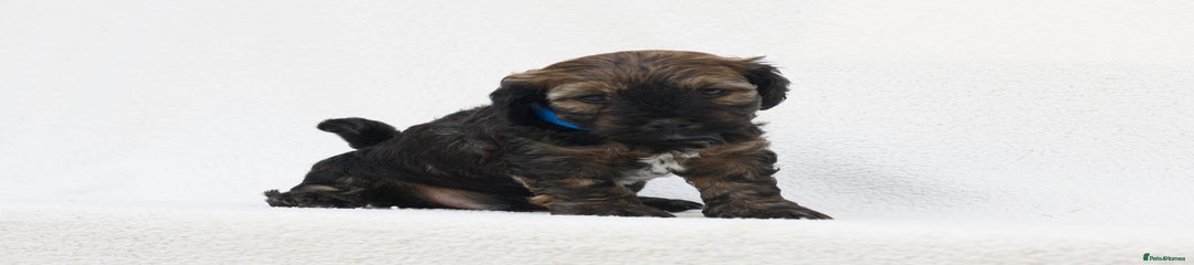 Mixed Breed Puppy 2 Blue Collar Male 