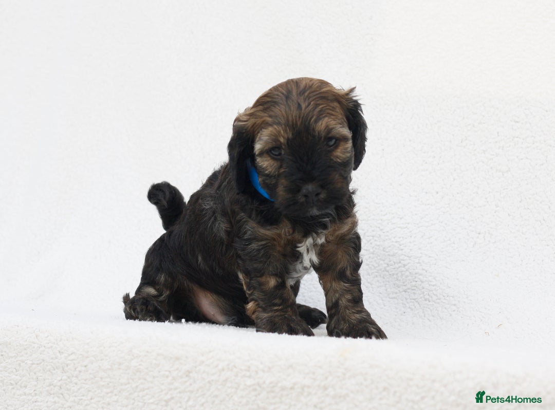 Mixed Breed dogs for sale: Havatoodle Pups - Image 6