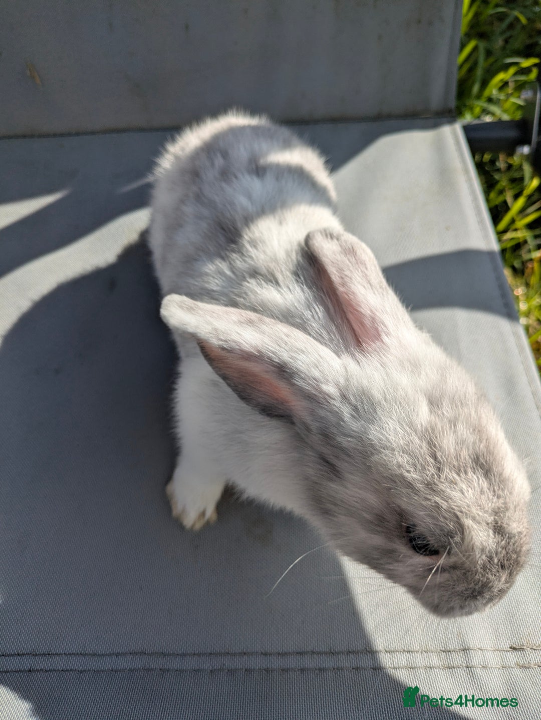 Mini Lop rabbits for sale: Beautiful mini lop bunnies 🐇🐰 - Image 13
