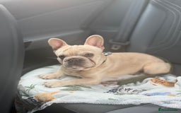 French Bulldog dogs for stud: Omshantipuppies French Bulldog Stud  - Image 7