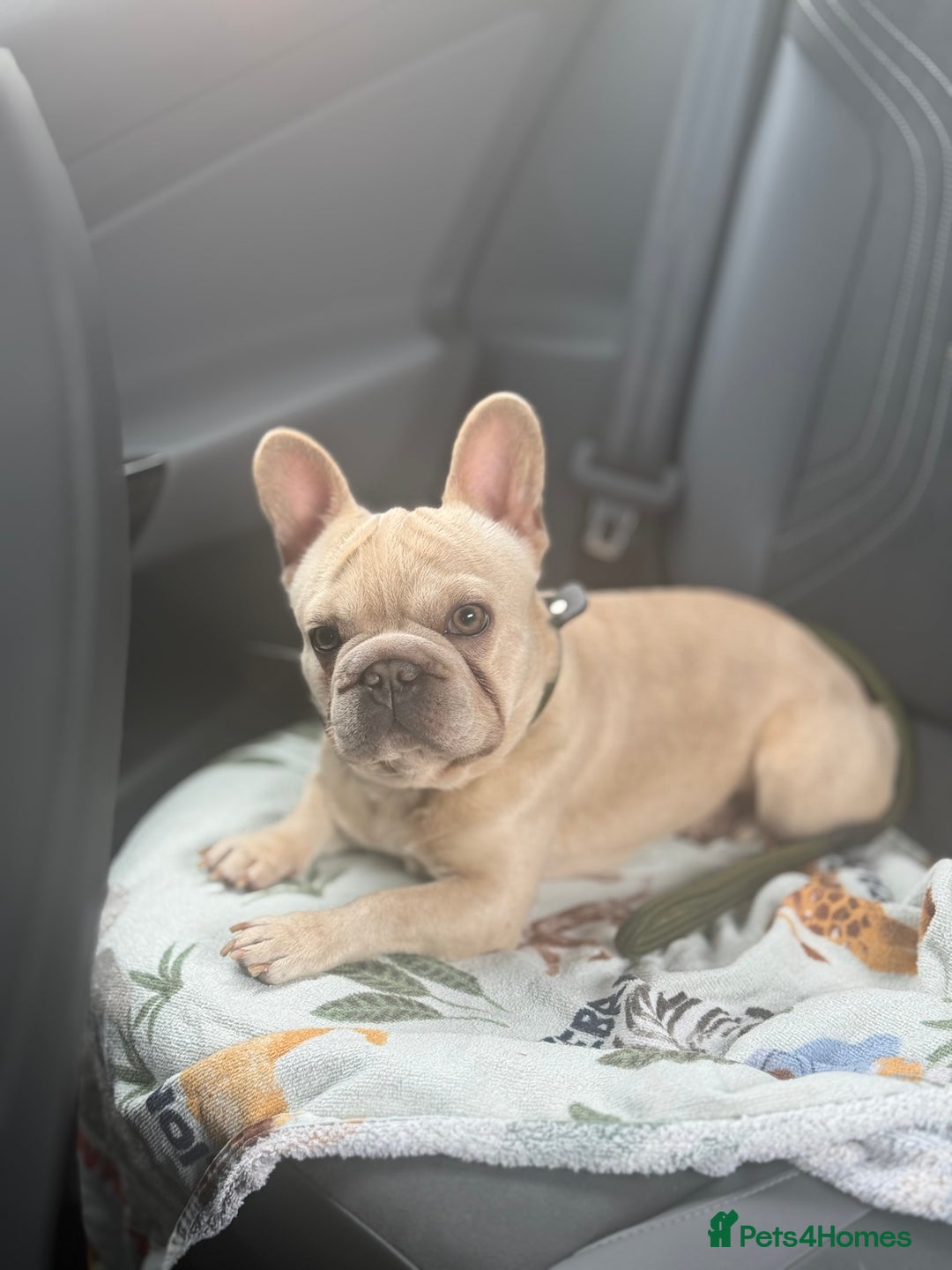 French Bulldog dogs for stud: Omshantipuppies French Bulldog Stud  - Image 7