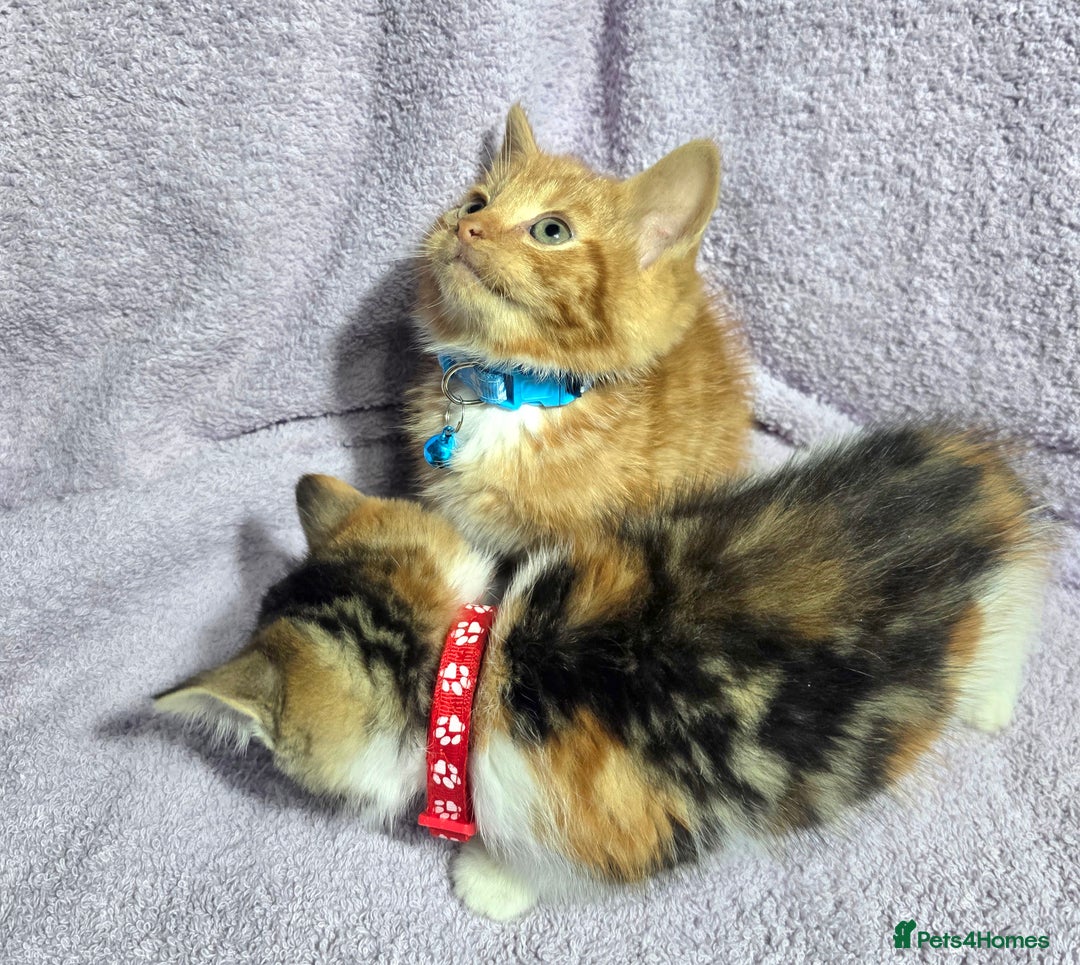 Siberian cats for sale: Adorable Siberian Kittens  - Image 2